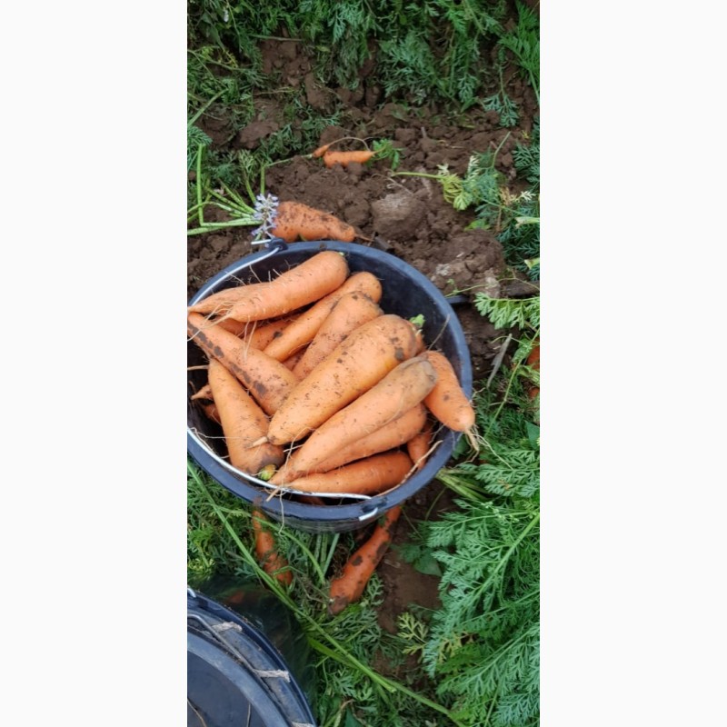 Фото 2. Морковь из Волгограда