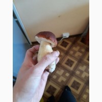 Продам белый гриб