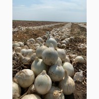 Репчатый белый лук Стардаст оптом, урожай 2020 от производителя в Волгоградской обл