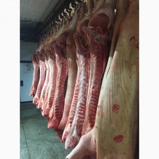 ООО Сантаринпродаёт свинину 1-2 категории, говядину 1-й кат(бычки)