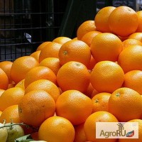 Продам апельсины