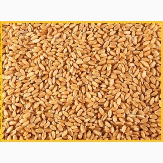 Ячмень, Горох, Кукуруза, Пшеница Оптом от Производителя 9р/кг