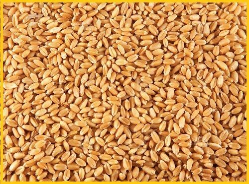 Ячмень, Горох, Кукуруза, Пшеница Оптом от Производителя 9р/кг