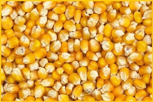 Фото 2. Ячмень, Горох, Кукуруза, Пшеница Оптом от Производителя 9р/кг