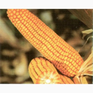Семена гибридов кукурузы Ладожские. Ладожский 277 АМВ
