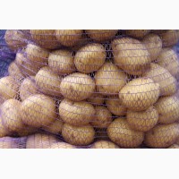 Семенной и продовольственный картофель оптом с КФХ
