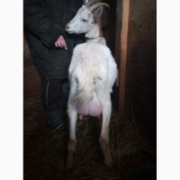 Продам дойную козу зааненской породы