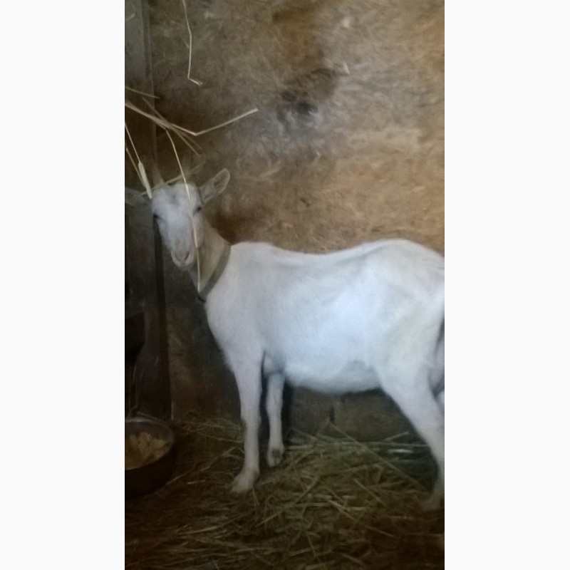 Фото 2. Продам дойную козу зааненской породы