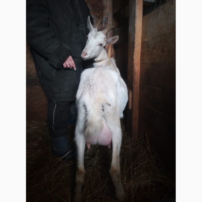 Фото 3. Продам дойную козу зааненской породы