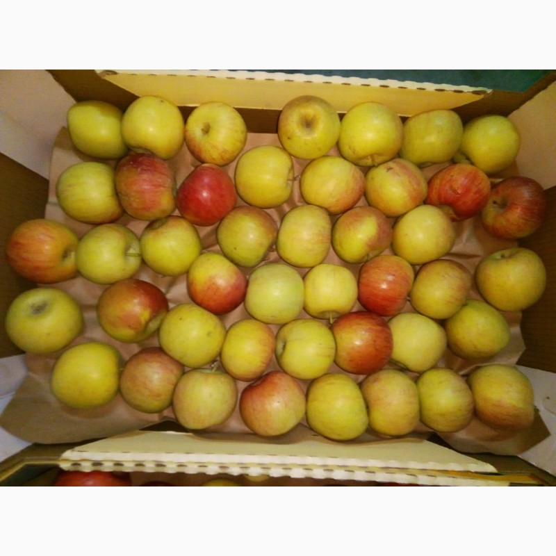 Фото 4. Яблоки Фуджи, сорт 2, калибр 70-75+ от 10 тонн в картонном лотке 60х40, вес 13-15кг мытые