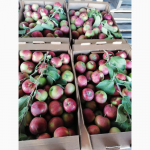 Продам яблоко Женева Эрли урожай 2021г. от производителя