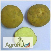 Продаем семенной картофель вид Веснянка 1 РС