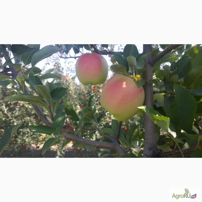 Фото 7. Продаем яблоки, сорт Гала + 12 сортов, первый сорт