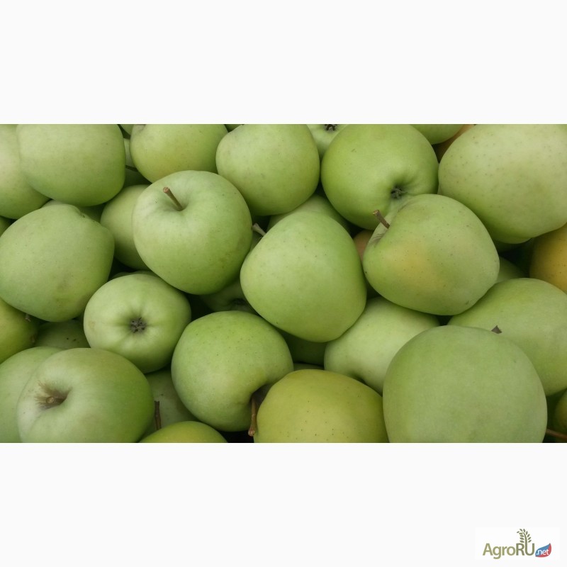 Фото 2. Продаем яблоки, сорт Гала + 12 сортов, первый сорт