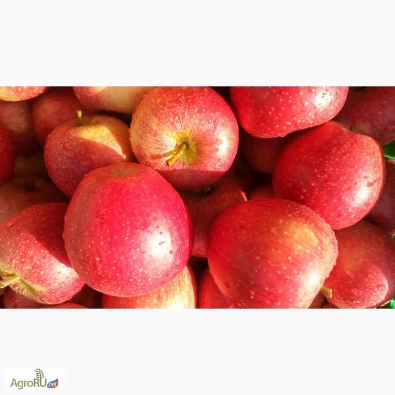 Фото 3. Продаем яблоки, сорт Гала + 12 сортов, первый сорт