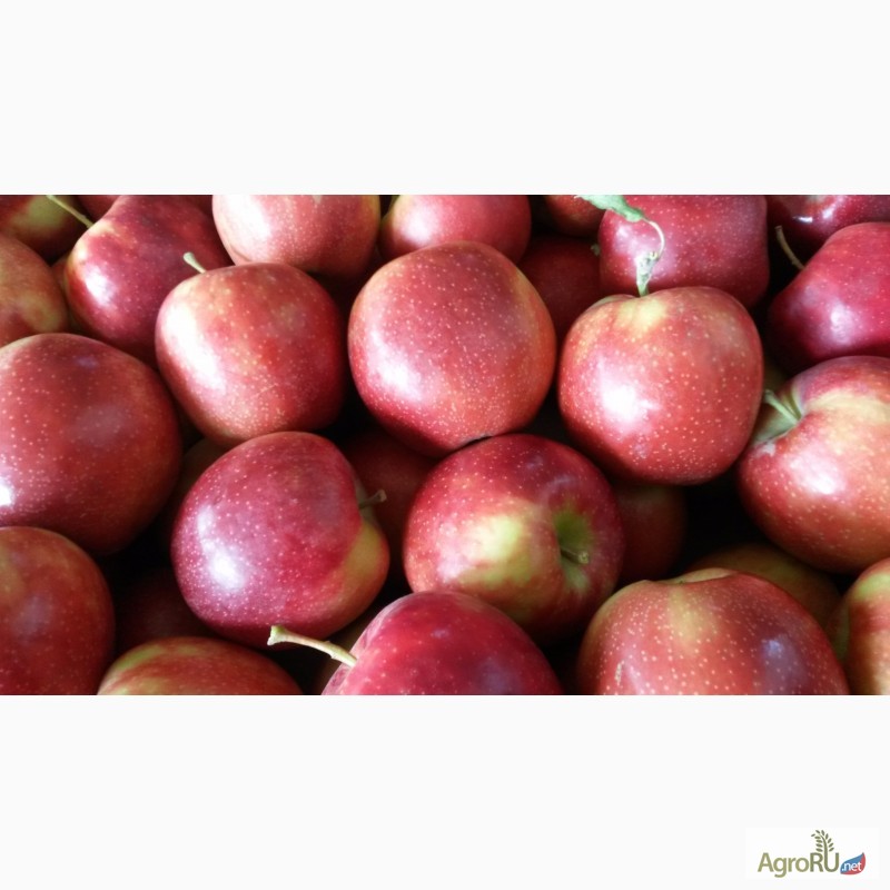 Фото 4. Продаем яблоки, сорт Гала + 12 сортов, первый сорт