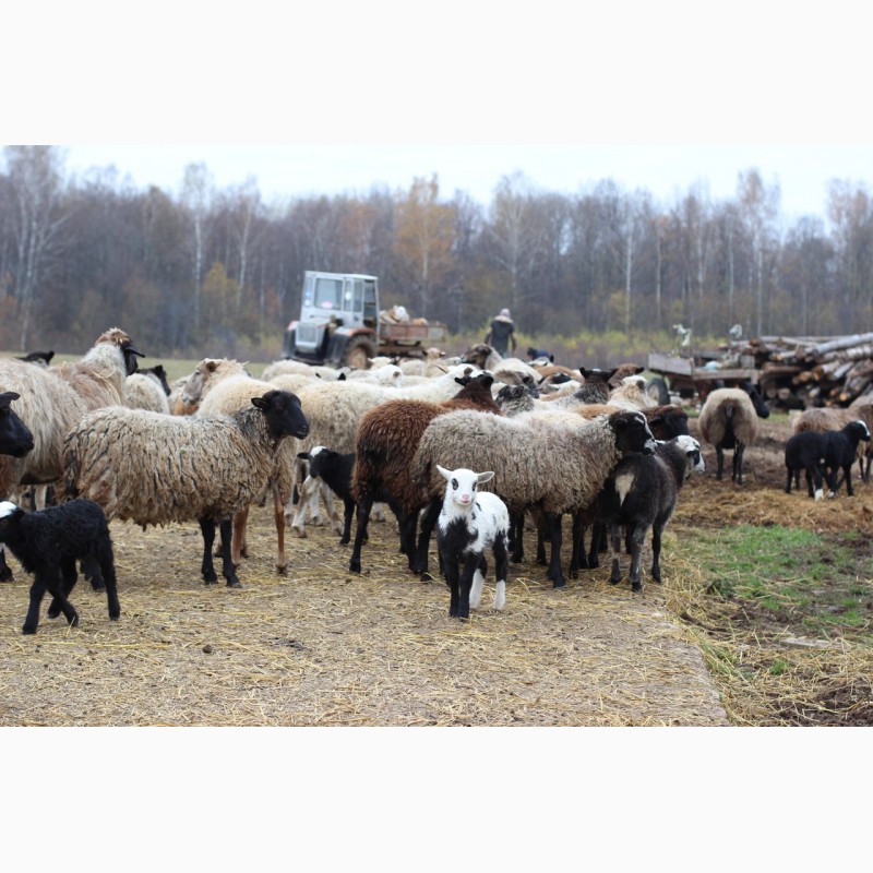 Фото 2. Продам овец на племя