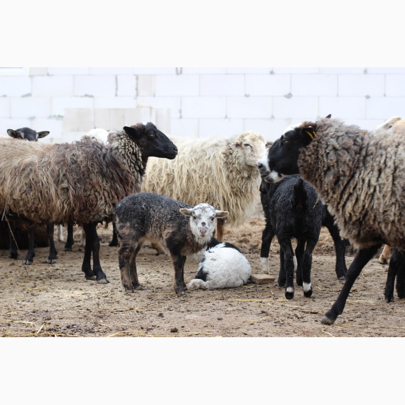 Фото 3. Продам овец на племя