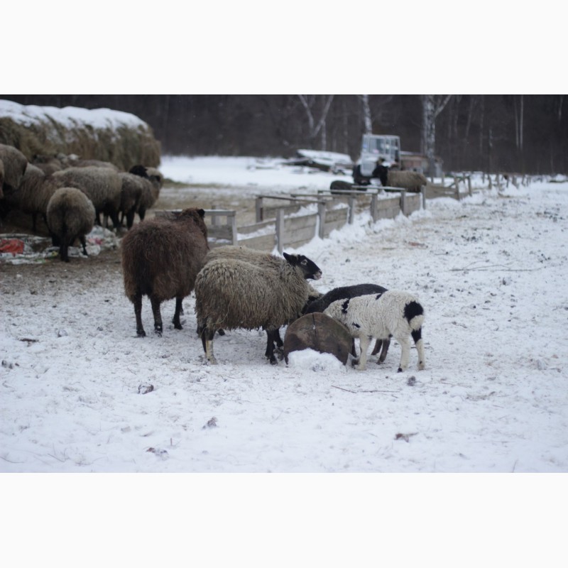 Фото 4. Продам овец на племя