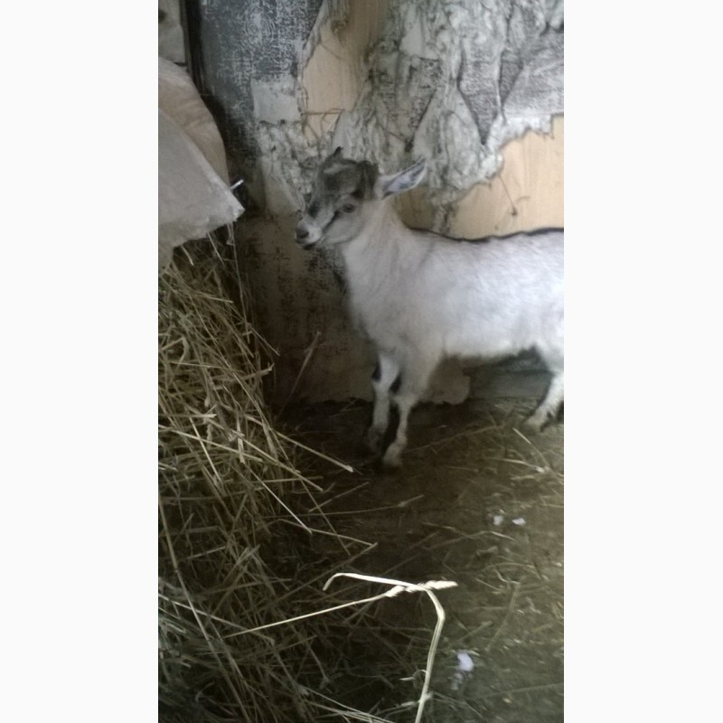 Фото 4. Продам козлят зааненско -нубийской породы
