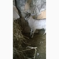 Продам козлят зааненско -нубийской породы