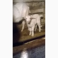 Продам козлят зааненско -нубийской породы