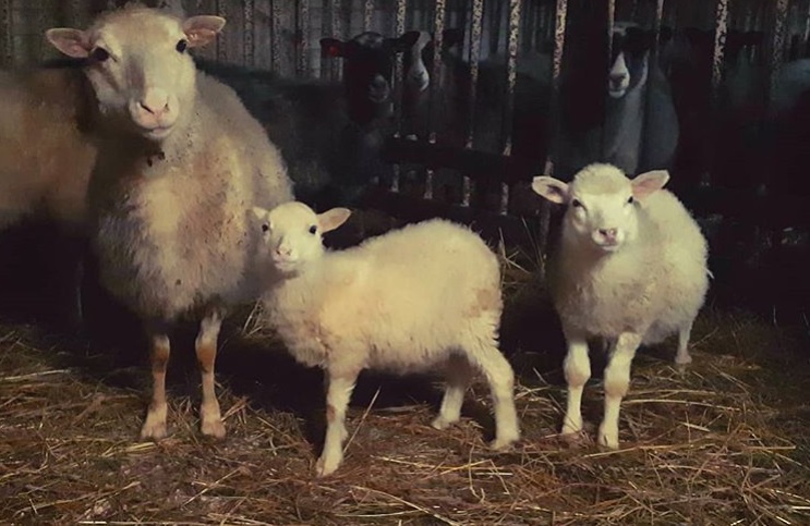 Фото 2. Продам отару овец Романовские-Тексель
