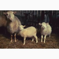 Продам отару овец Романовские-Тексель