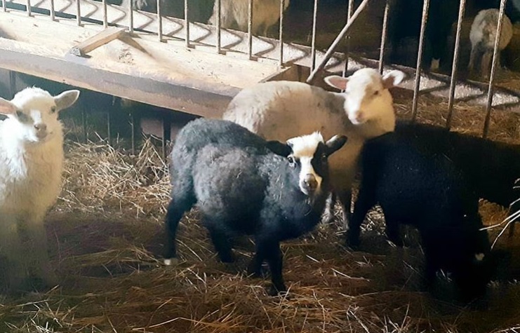Фото 3. Продам отару овец Романовские-Тексель
