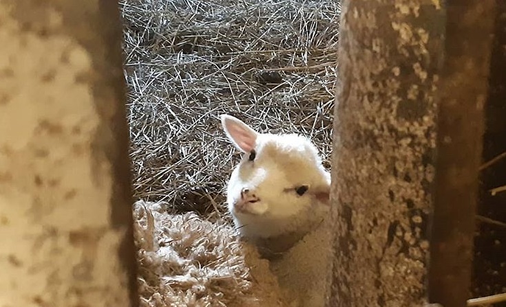 Фото 4. Продам отару овец Романовские-Тексель