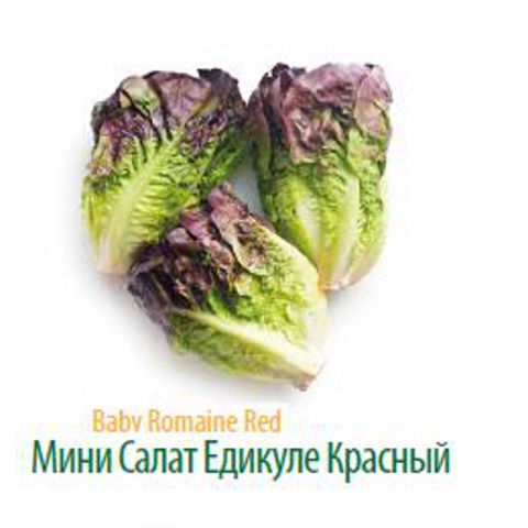 Фото 8. Продам салат Романо оптом напрямую от производителя Турции