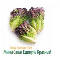 Продам салат Романо оптом напрямую от производителя Турции