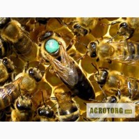 Майкопская пчелоферма реализует пчелопакеты и плодных пчеломаток породы карника и карпатка