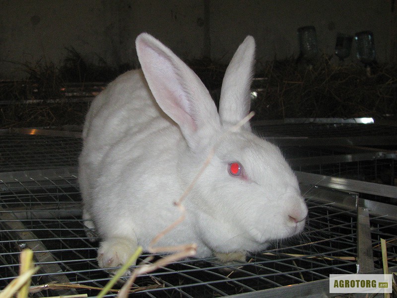 Фото 3. Кролики племенные Белый Великан, Калифорнийские, Советская Шиншилла, Черно-бурые