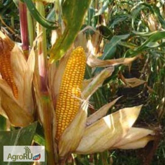 Семена кукурузы ДКС3476ФАО260