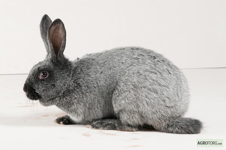 Фото 3. Кролики породы Серебристый