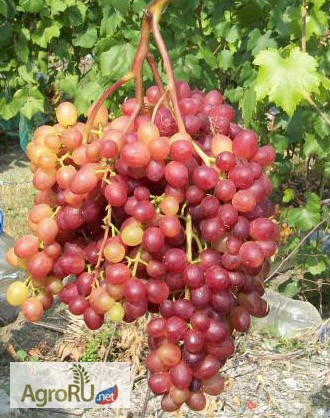 Саженцы и черенки винограда из восточно-европейской равнины
