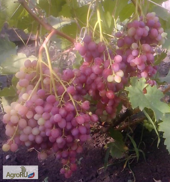 Фото 2. Саженцы и черенки винограда из восточно-европейской равнины