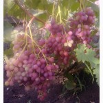 Саженцы и черенки винограда из восточно-европейской равнины
