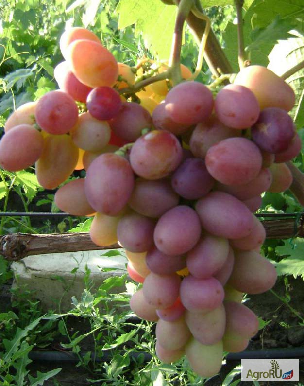 Фото 3. Саженцы и черенки винограда из восточно-европейской равнины
