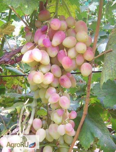 Фото 4. Саженцы и черенки винограда из восточно-европейской равнины