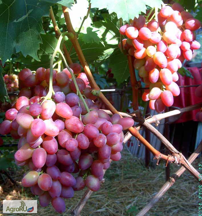 Фото 5. Саженцы и черенки винограда из восточно-европейской равнины
