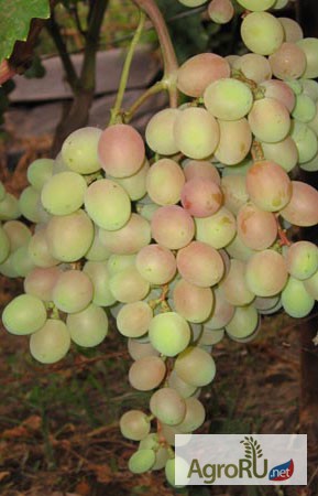 Фото 2. Саженцы и черенки винограда южного урала