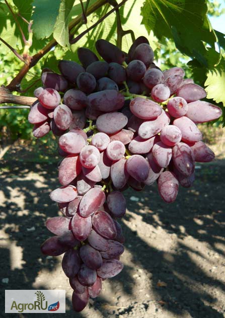 Фото 3. Саженцы и черенки винограда южного урала