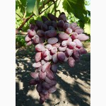 Саженцы и черенки винограда южного урала