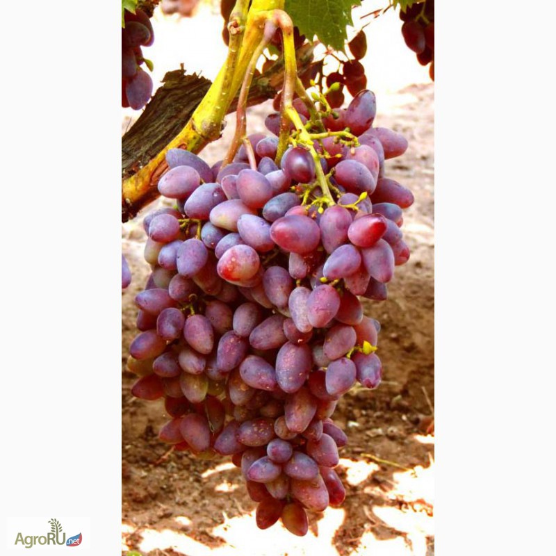 Фото 4. Саженцы и черенки винограда южного урала