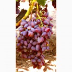 Саженцы и черенки винограда южного урала