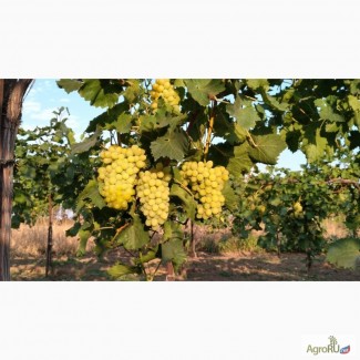 Продам виноград столовый и винный (технический) оптом
