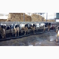 Продажа коров дойных, нетелей молочных пород Хабаровск