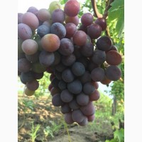 Распродажа столового винограда 15 сортов